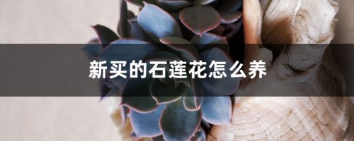 新买的石莲花怎么养