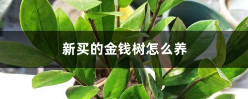 新买的金钱树怎么养