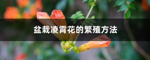 盆栽凌霄花的繁殖方法，需要每年都翻盆吗