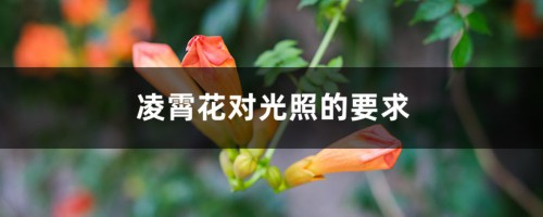 凌霄花对光照的要求，对土壤的酸碱要求