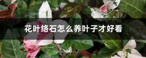 花叶络石怎么养叶子才好看