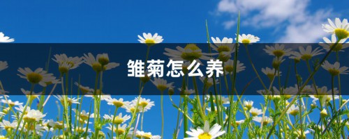 雏菊怎么养